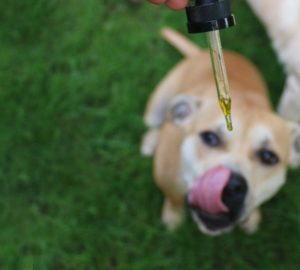 cbd for dogs