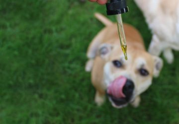 cbd for dogs