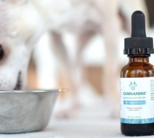 best organic cbd oil for dogs