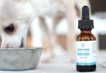 best organic cbd oil for dogs