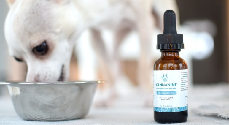 best organic cbd oil for dogs